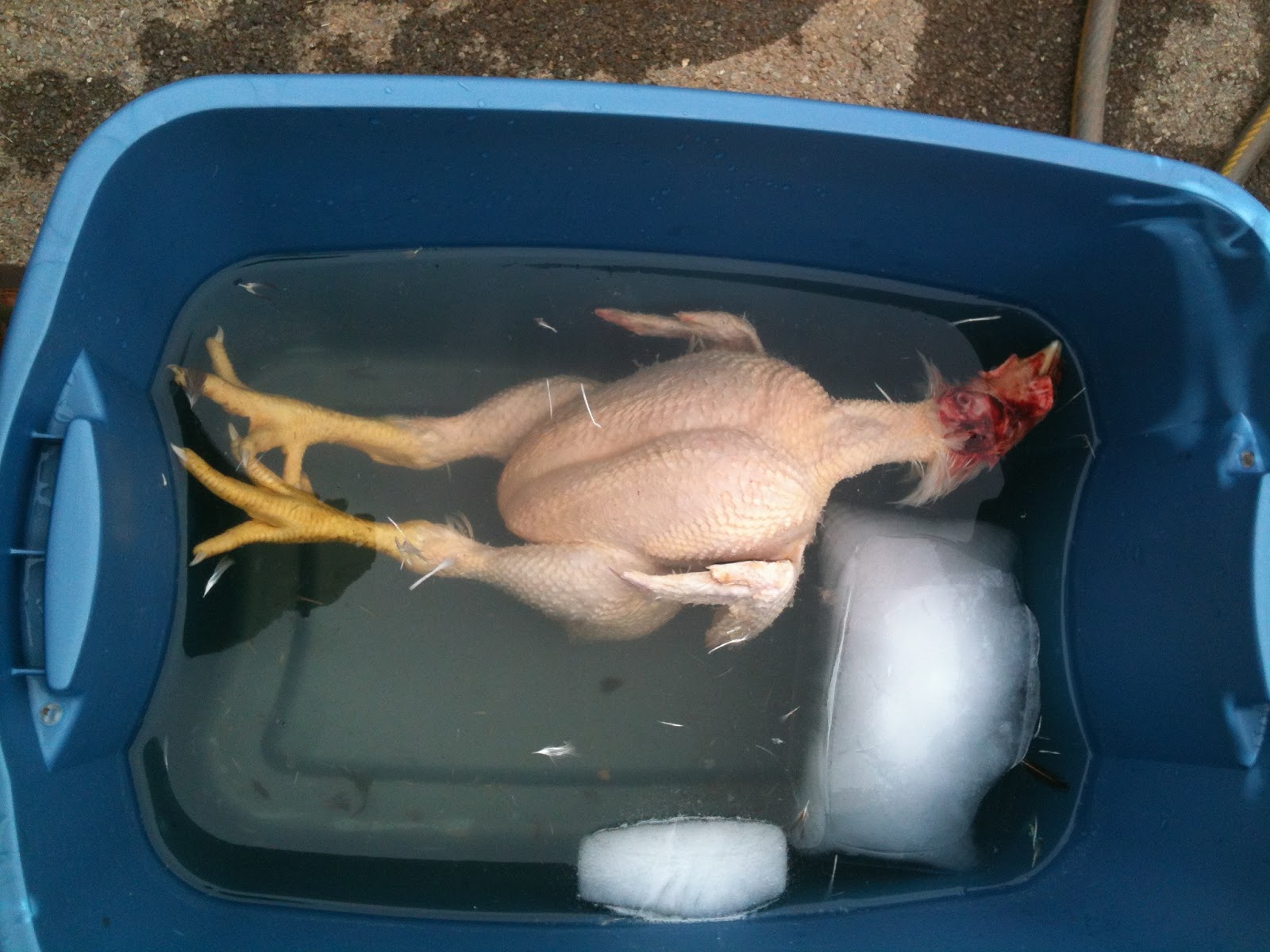 Corn Allergy Aid Processing Cornish Cross Chickens