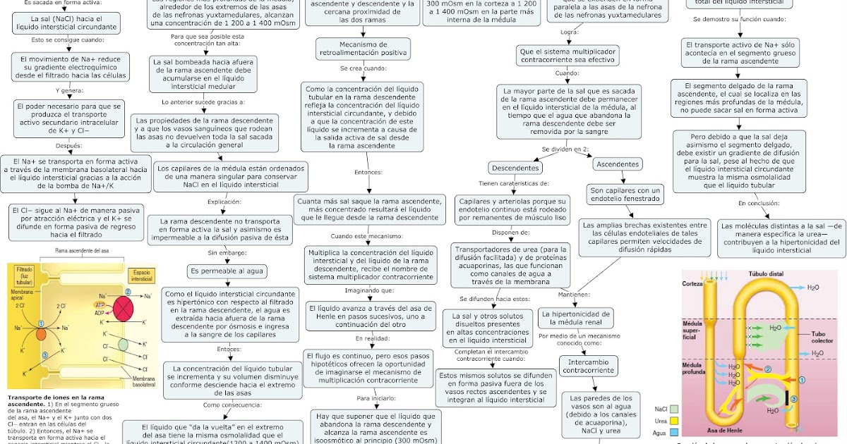 Fisiología Básica y Médica Mapa Conceptual de 