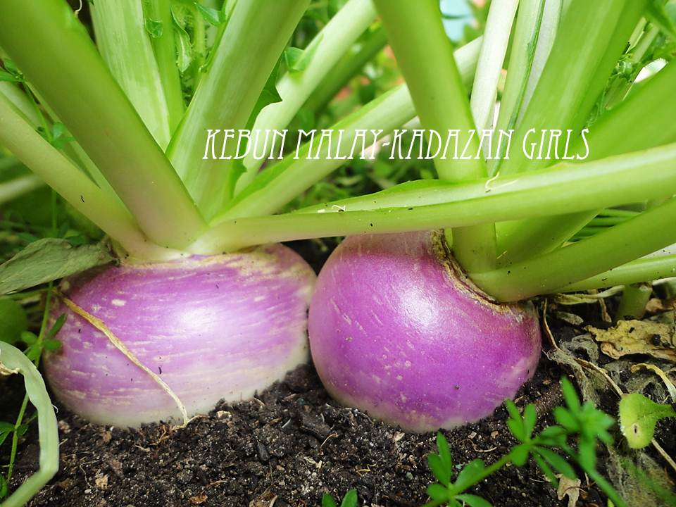 Kebun Malay-Kadazan girls: Purple Top Turnip