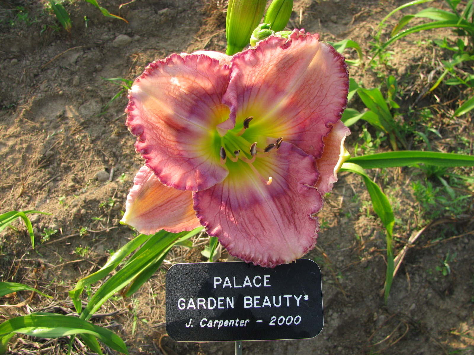 High Cotton Farms Daylily