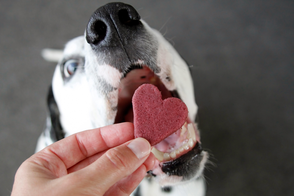 Dalmatian DIY {RECIPE} Blackberry Cheesecake Dog Treats