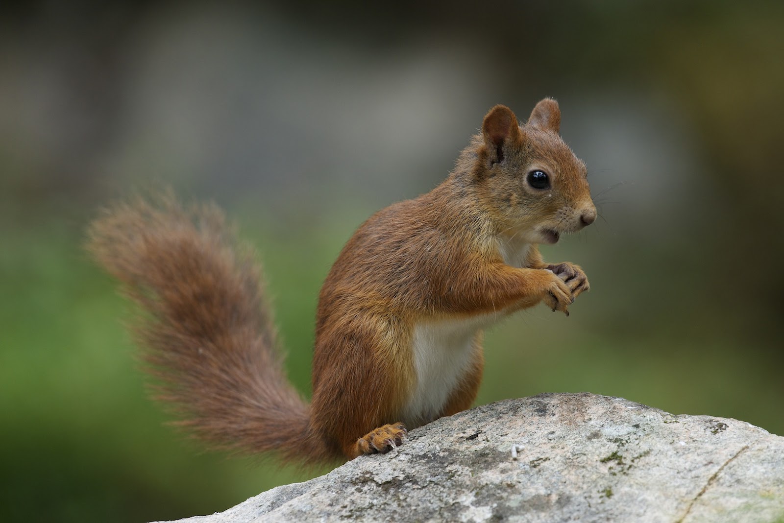 Naturfoto Einar Hugnes Ekorn I Aksjon Ved M rskjulet naturfoto-einar-hugnes-ekorn-i-aksjon-ved-m-rskjulet