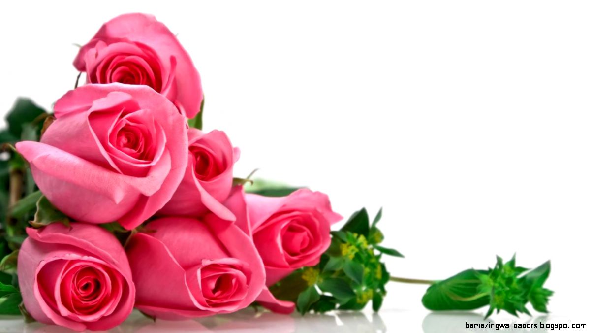 beautiful rose flowers wallpapers  Zellox