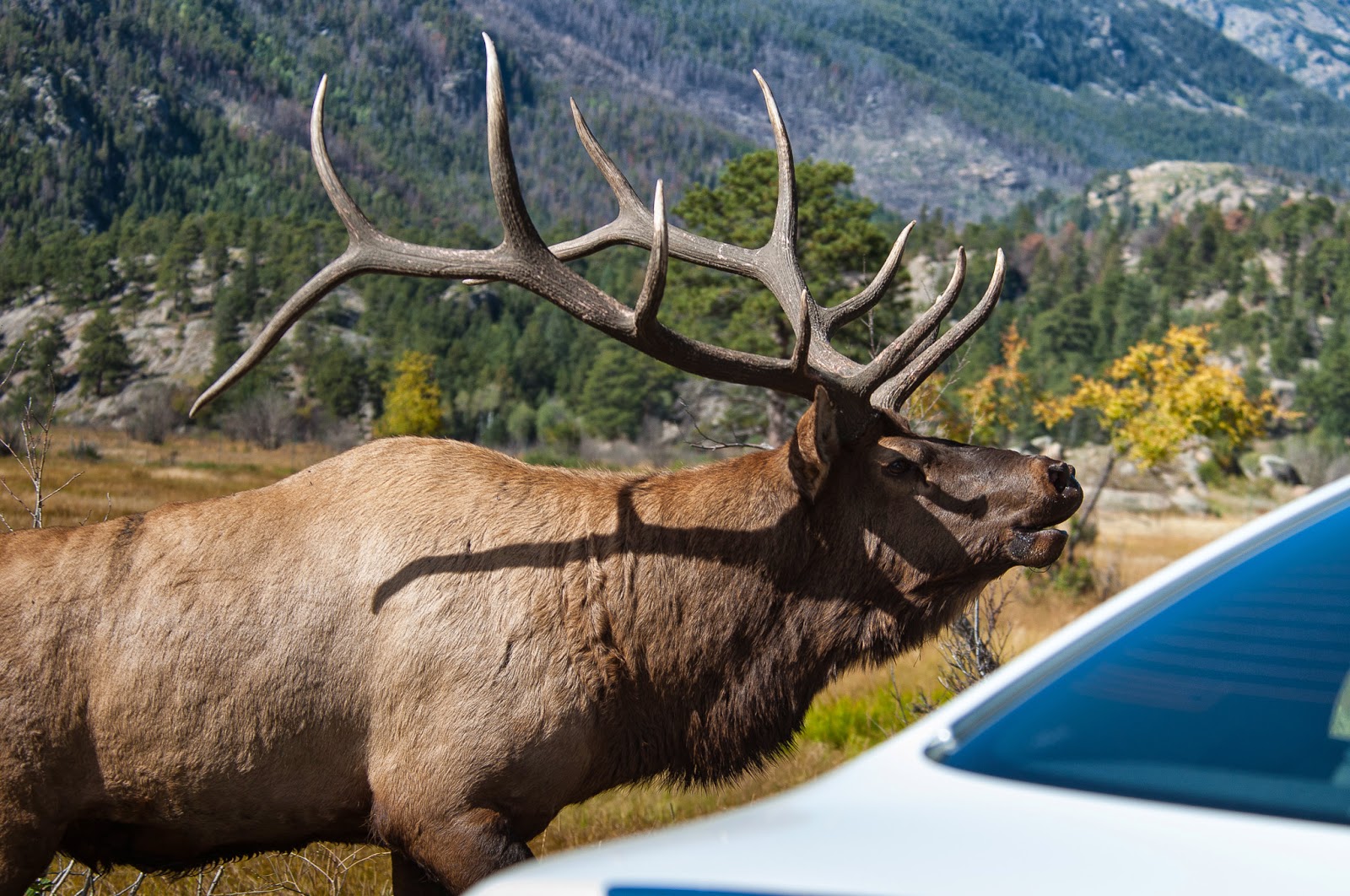 A Tree Falling: RMNP: Elk Rut 2014