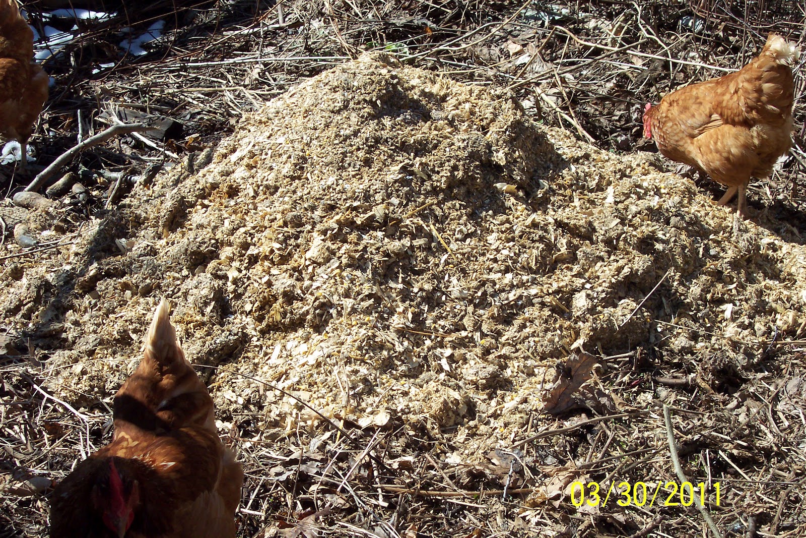 My Special Homestead Getting Back to Basics Free Ranging Chickens