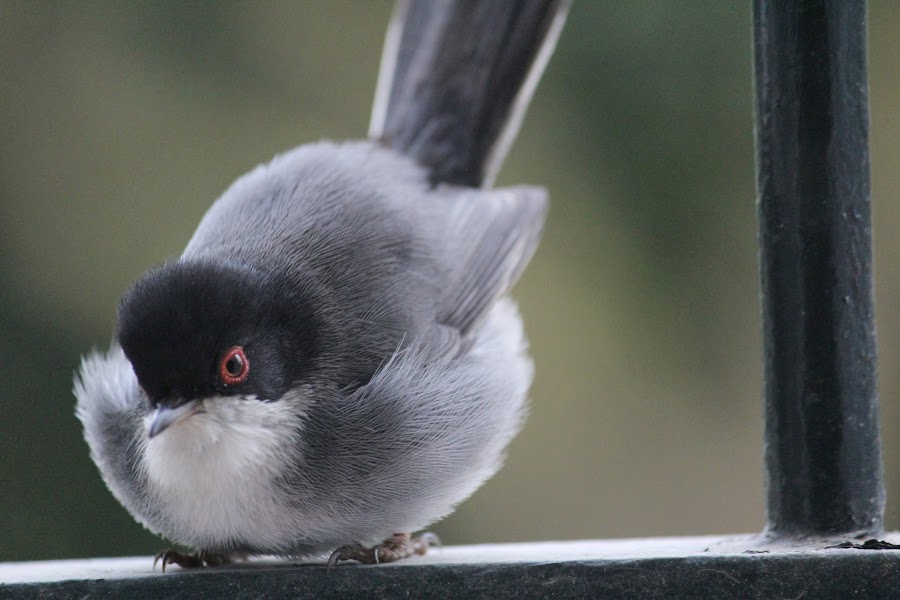 Sylvia melanocephala