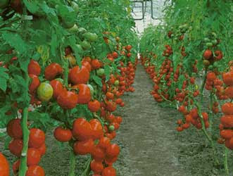 Image result for uniformidad frutos invernadero