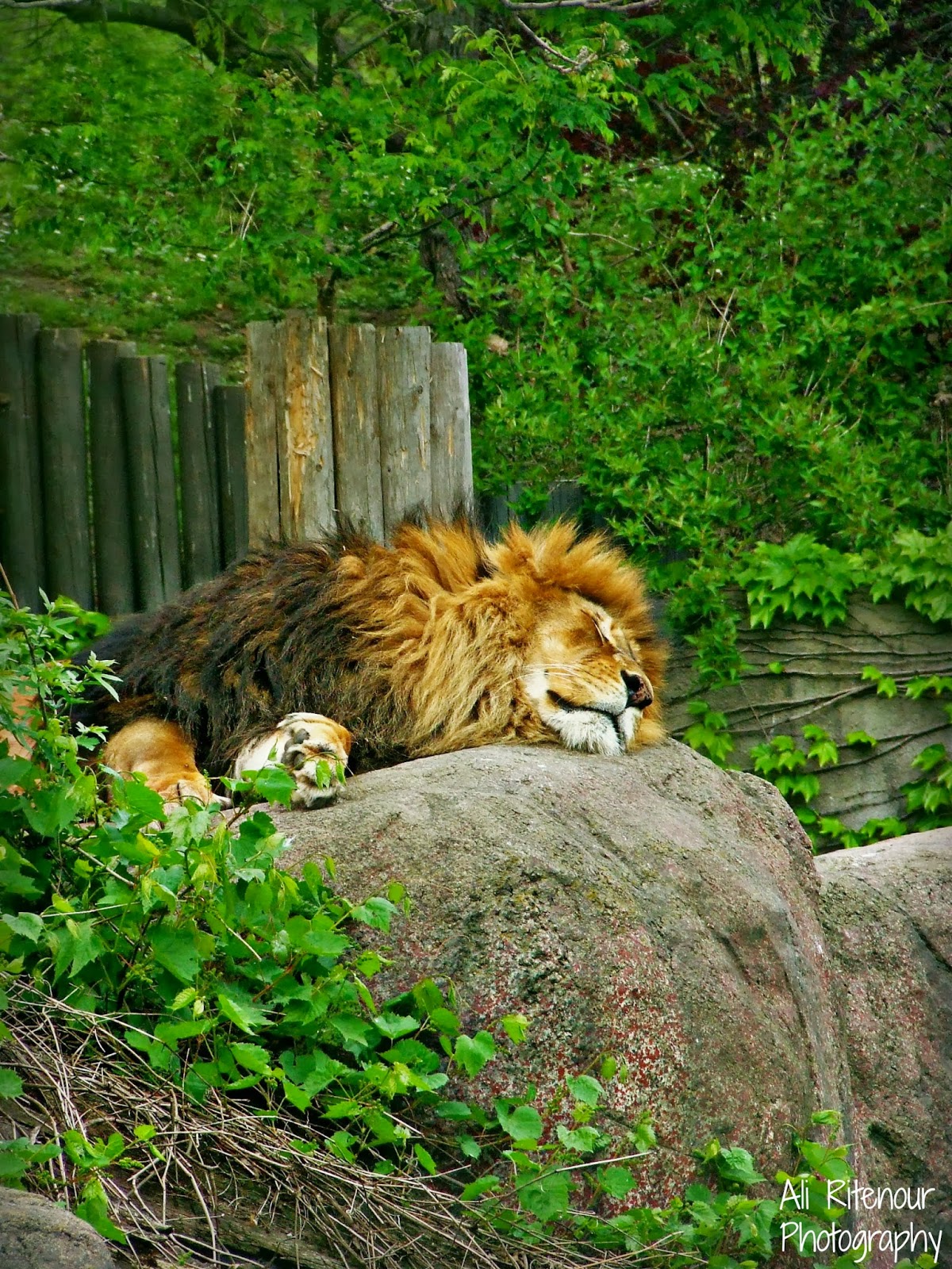 Ali Ritenour Photography Zoo Animals