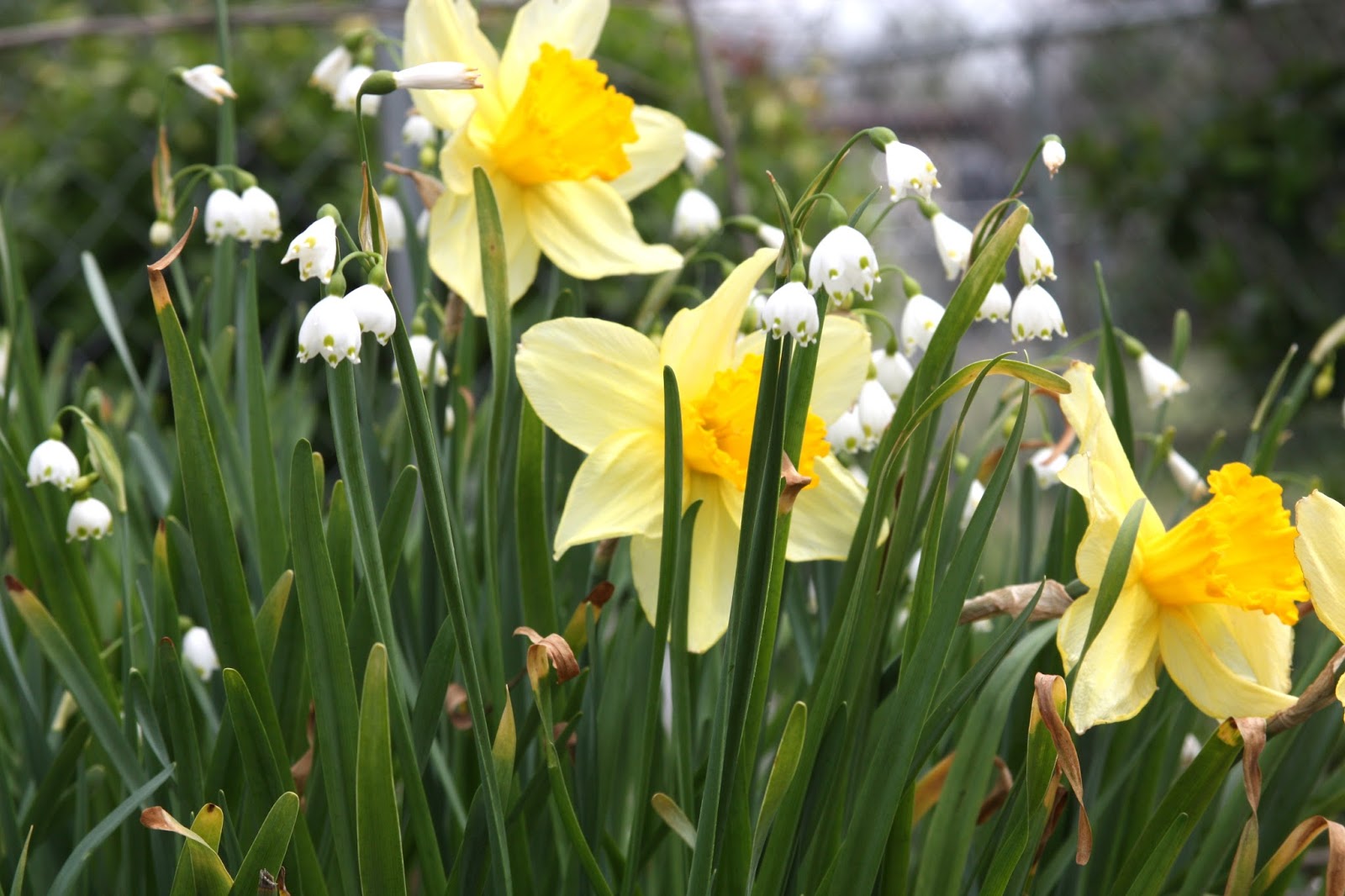 Daffodils in Many Shapes and Colors