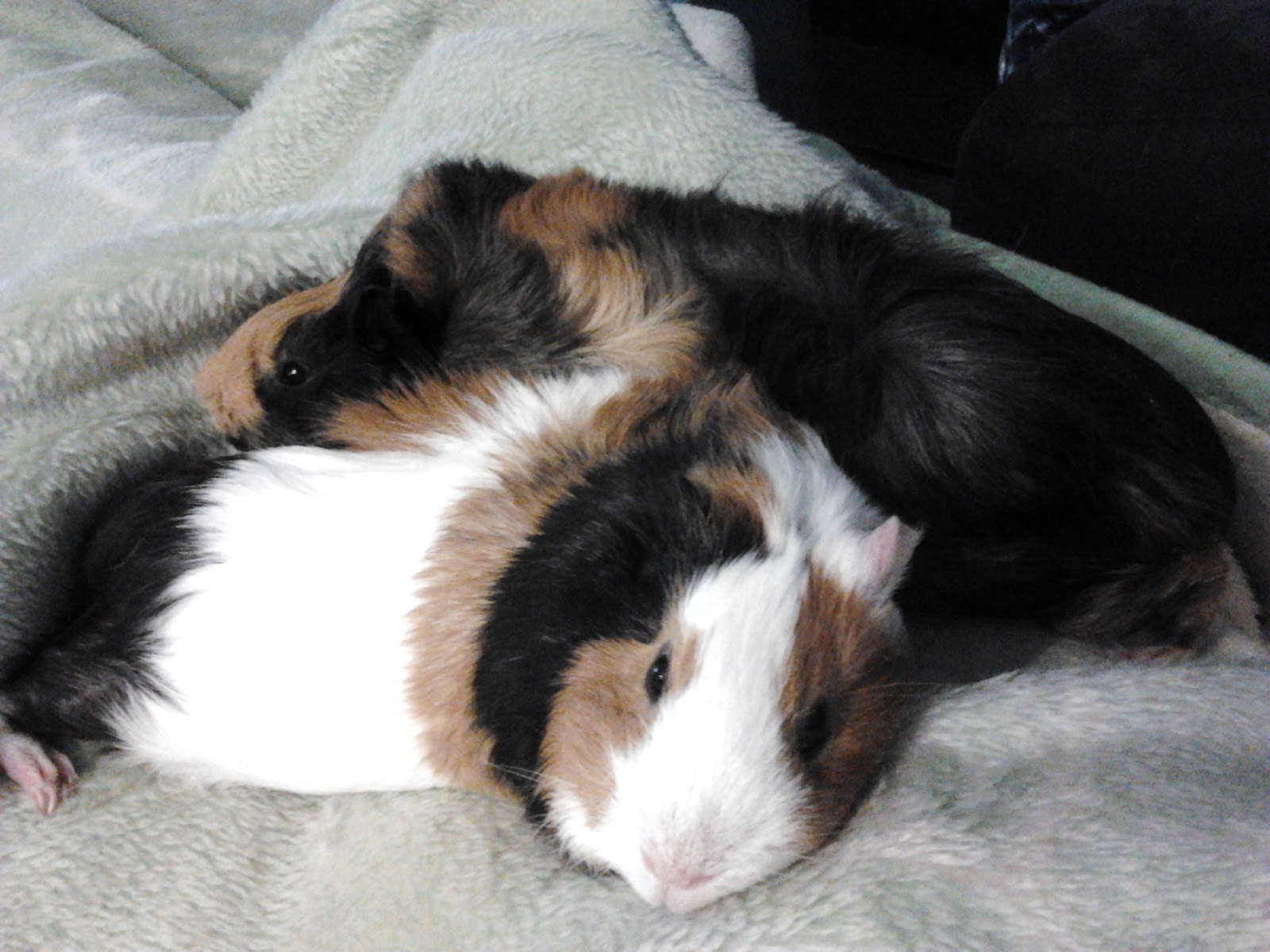 The Joys of Living with Guinea Pig Boys Snuggle Buddies