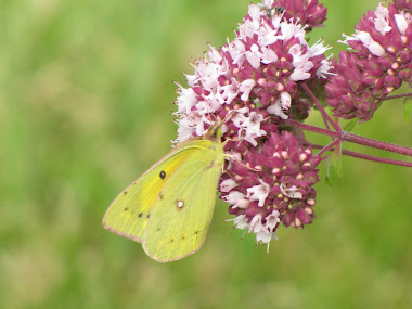 Yellow Sulphur Butterfly on Oregano Blossom