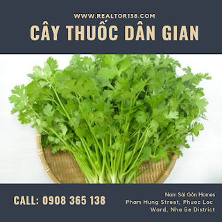 cây rau mùi giải độc cơ thể