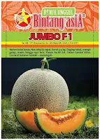 jual melon jumbo,benih melon jumbo,melon jumbo F1,budidaya melon,benih melon,tanaman melon,lmga agro