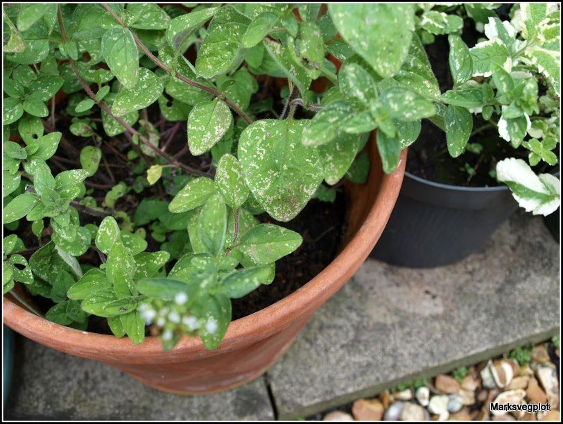 Mark's Veg Plot What's eating my Oregano?