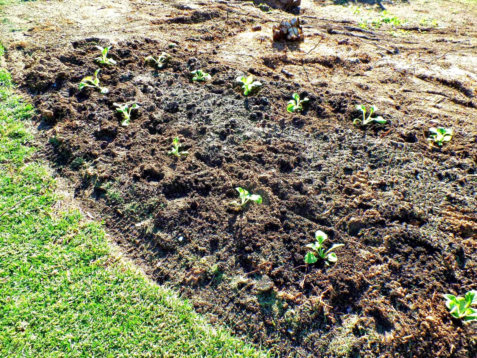 Australia fruit gardening Ponder pruning TX trees,