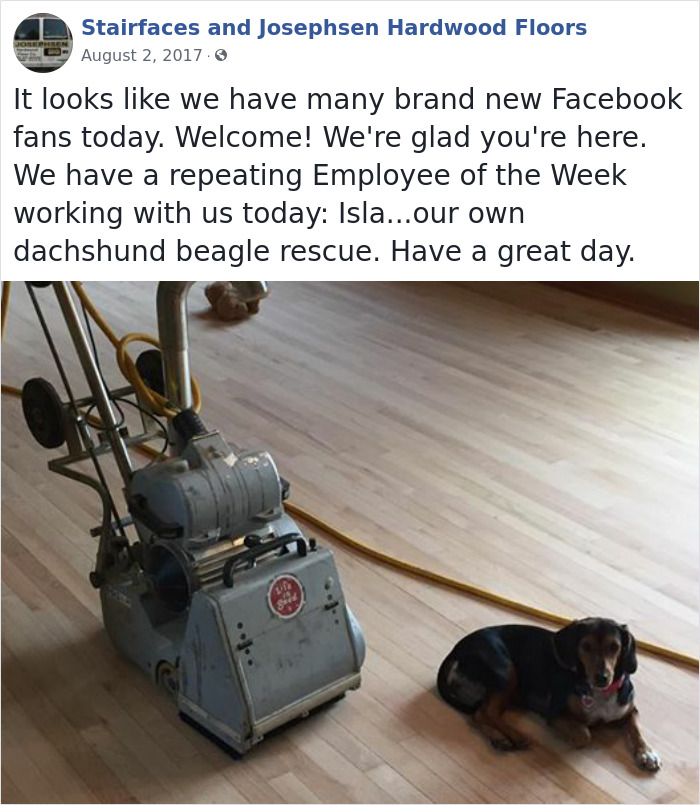 30 Hilarious Dogs That Were The ‘Employees Of The Week’ 30 Hilarious Dogs That Were The ‘Employees Of The Week’