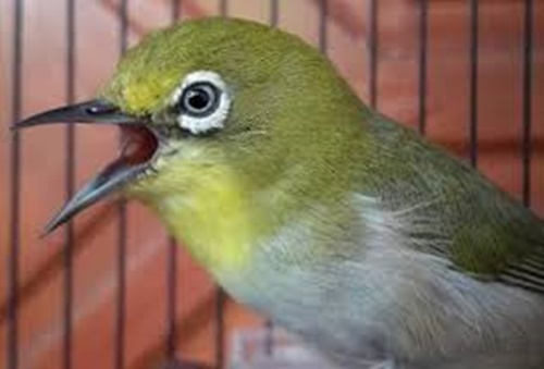 50+ Burung ocehan murah meriah terupdate