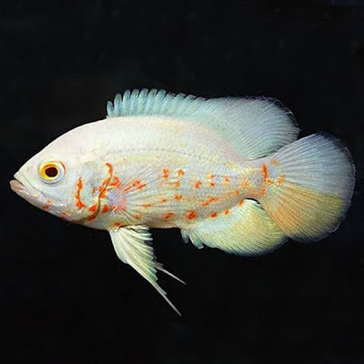 Harga Ikan Oscar Albino