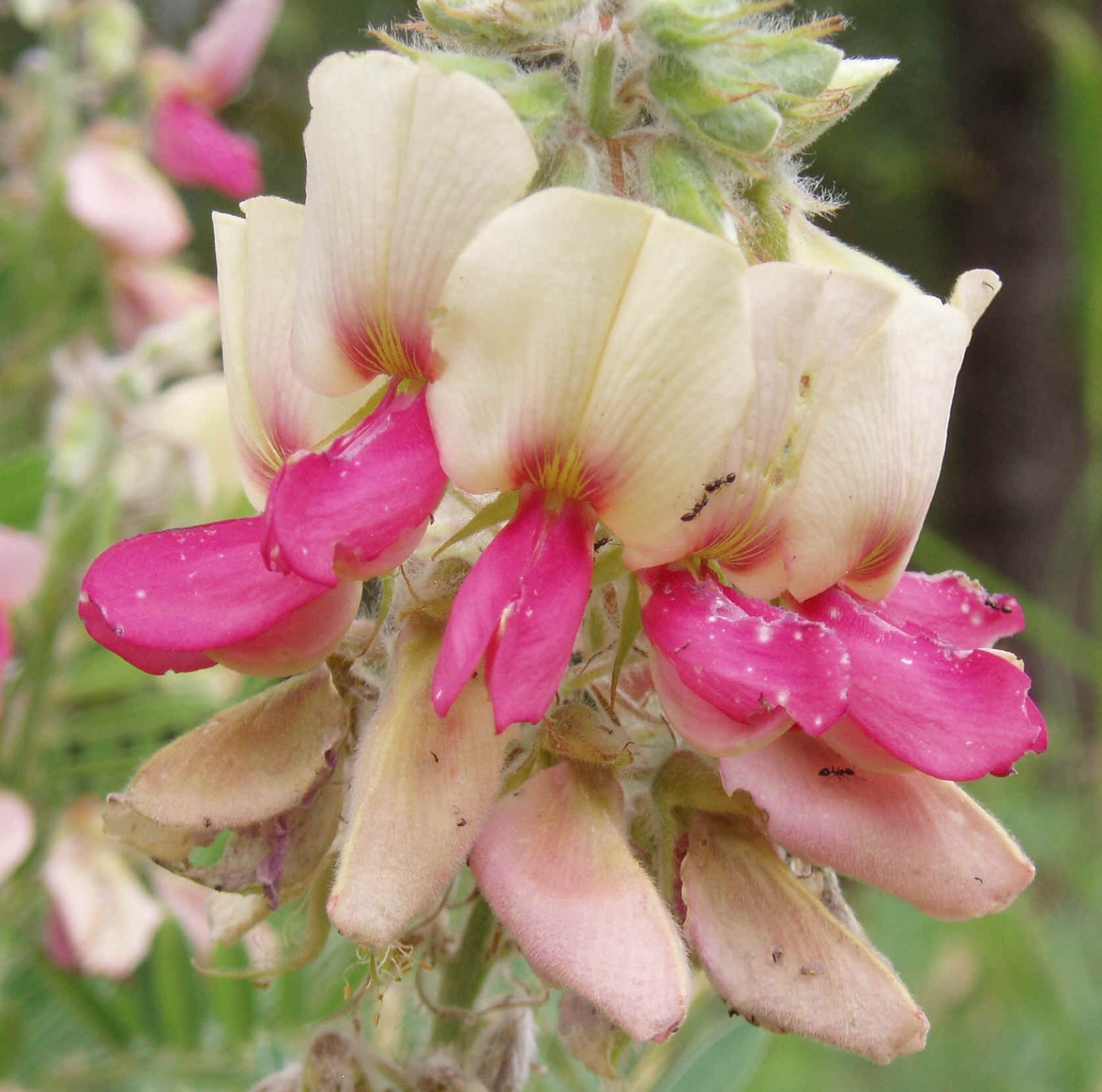 flowers for flower lovers. Goats Rue flowers pictures.