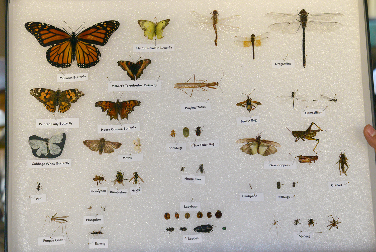 A school of fish Insect Collection and Display