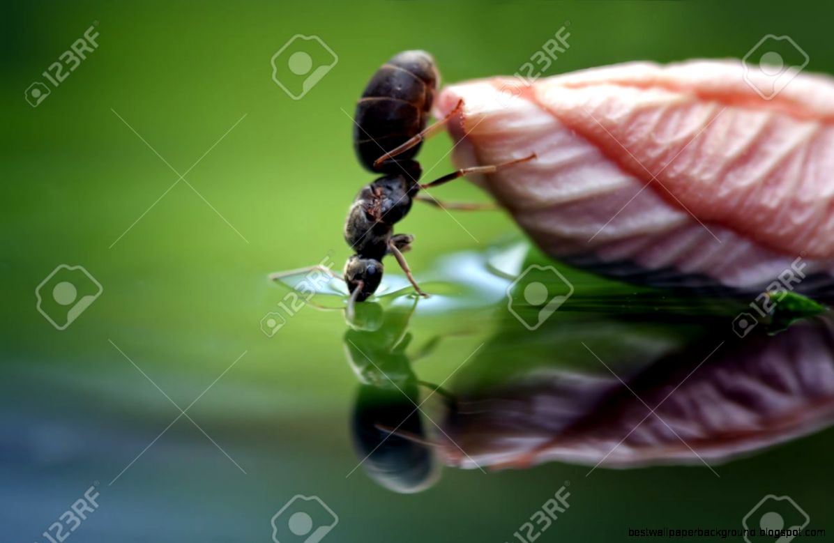 Ant Drinking Water With A Beautiful Colored And Soft Background