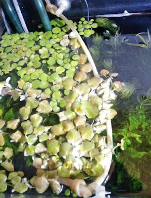 エアチューブで作った堤防と浮草