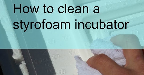How to clean a styrofoam incubator - Murano Chicken Farm
