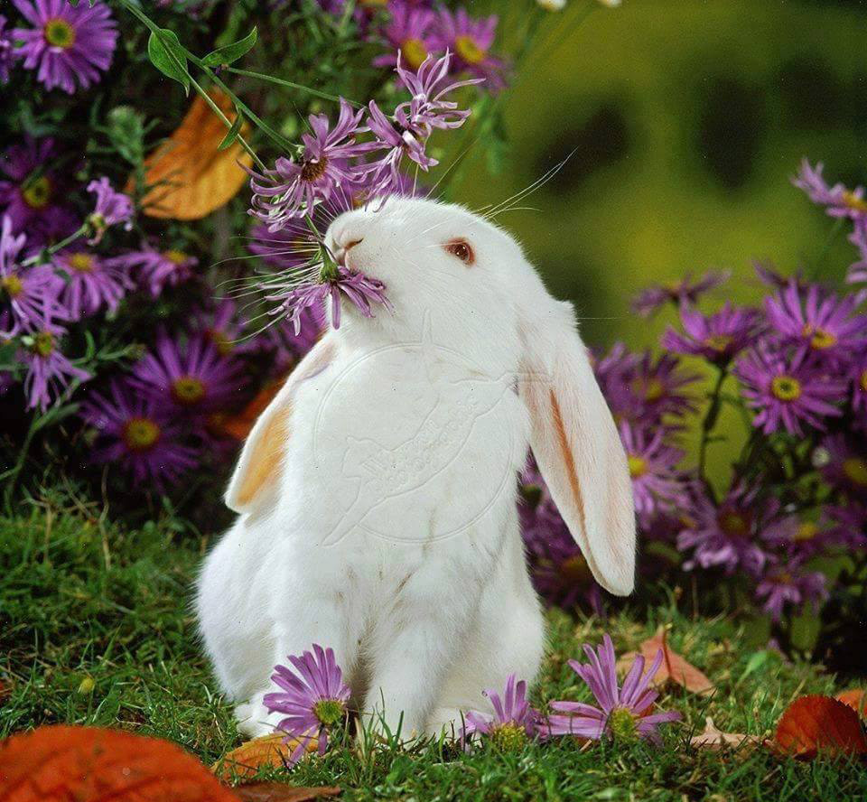So Cute Rabbit 1080p HD Wallpaper And Images ~ HD Wallpapers & Images