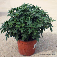 Especies de chrisantemum grandiflorum de Barnaplant 