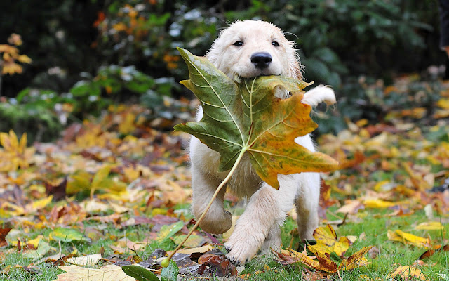 Hond met een herfstblad in bek