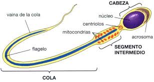 célula reproductora masculina