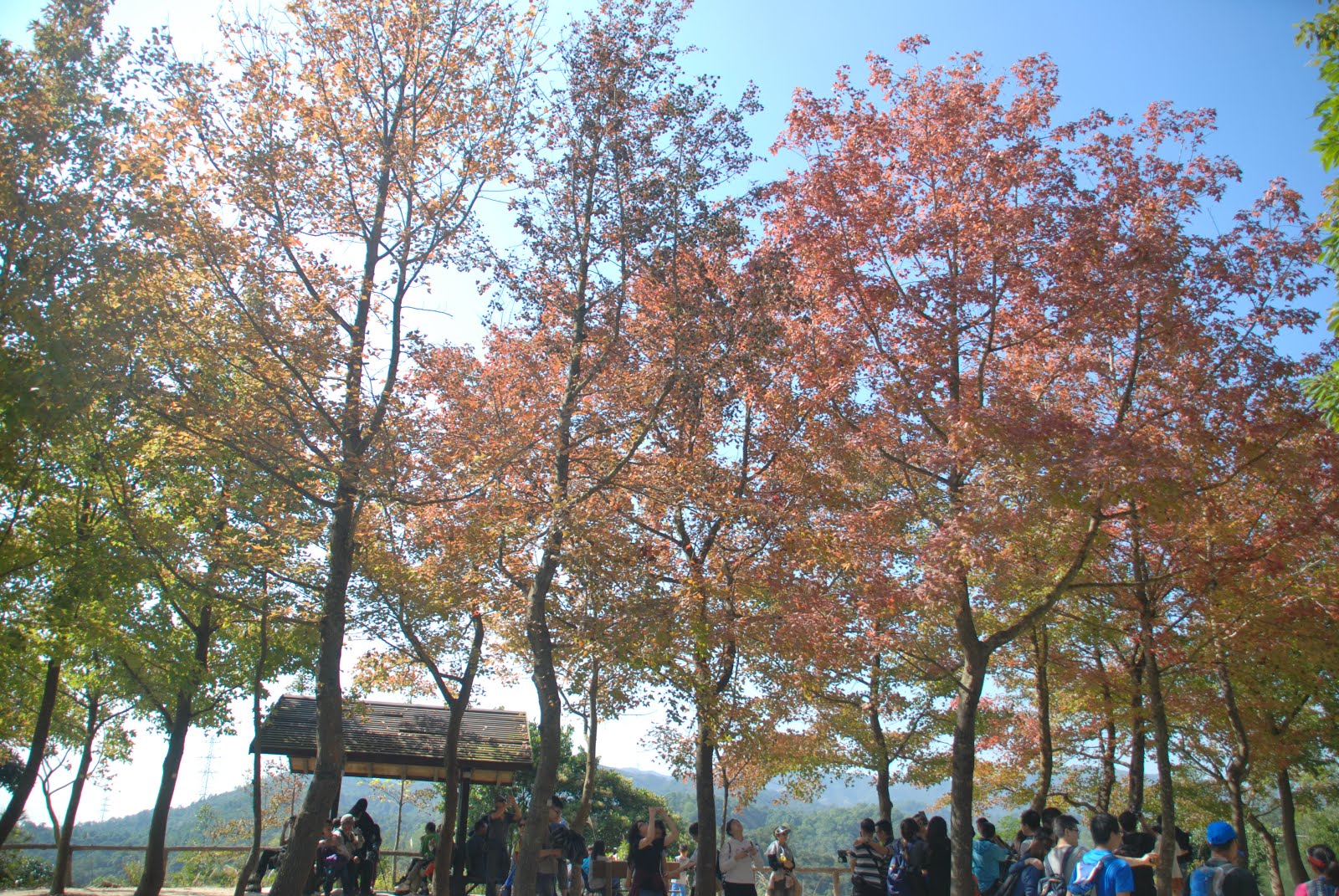 Autumn Leaves @Tai Tong 大棠紅葉