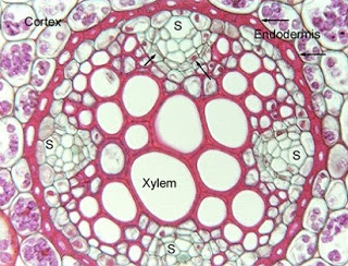 Gambar jaringan xilem