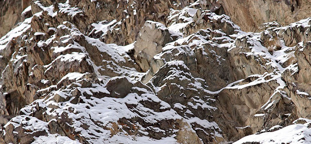 Leopardo-das-neves - Uncia uncia