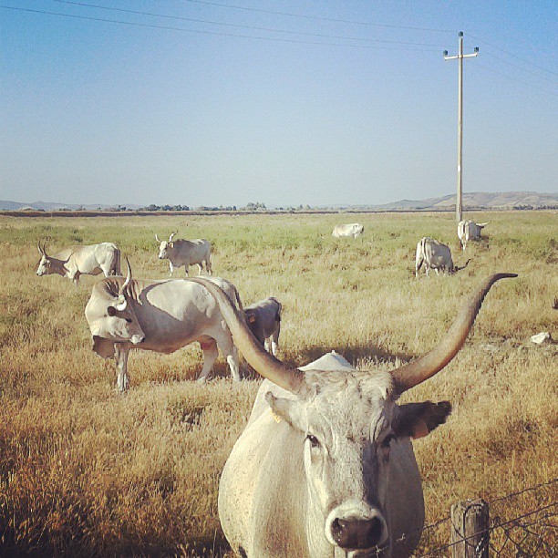 A cose-up of the white and wide horned Maremma cows in summer