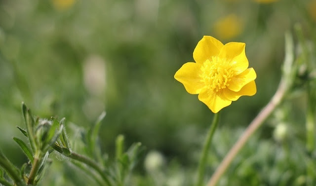 buttercup flower plant buttercup flower plant