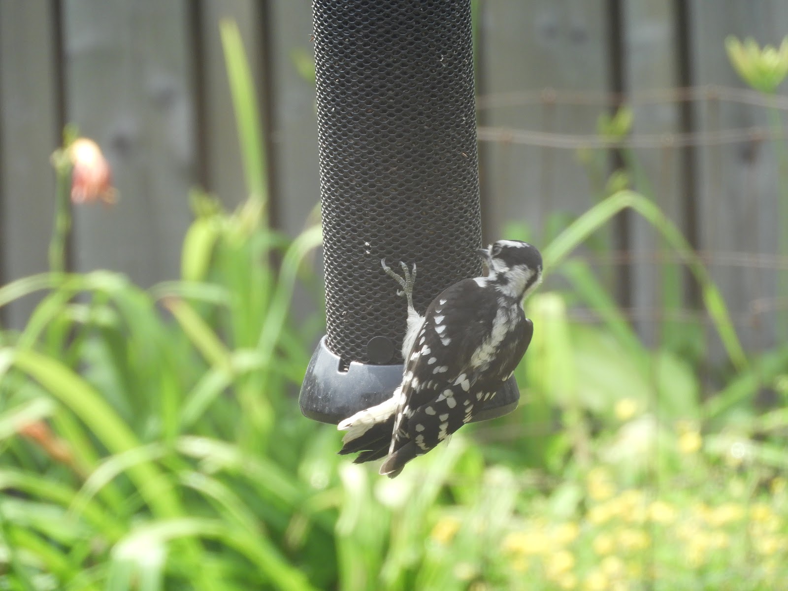 Not Just About Knitting Nyger Seed Feeder