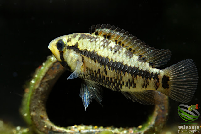 Apistogramma eleutheria