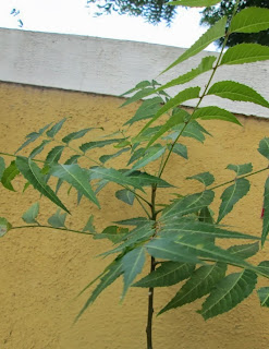 Curry Plant ( Sweet Neem)