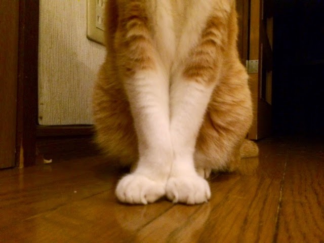 踊る猫爆弾 猫バレエ ポジション編