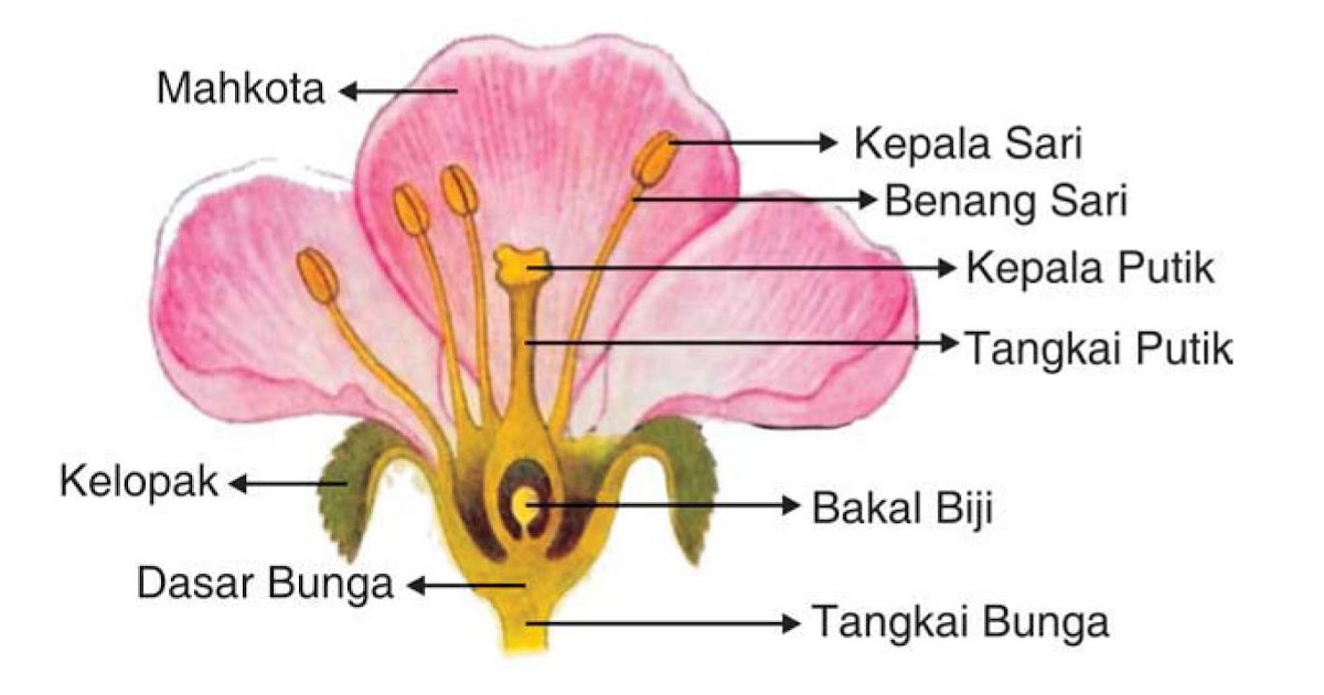 Bagian bunga manakah yang dapat digunakan sebagai alat perkembangbiakan