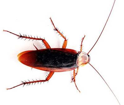 Cute and fuzzy....cockroaches? | Science and Technology | Before It's News