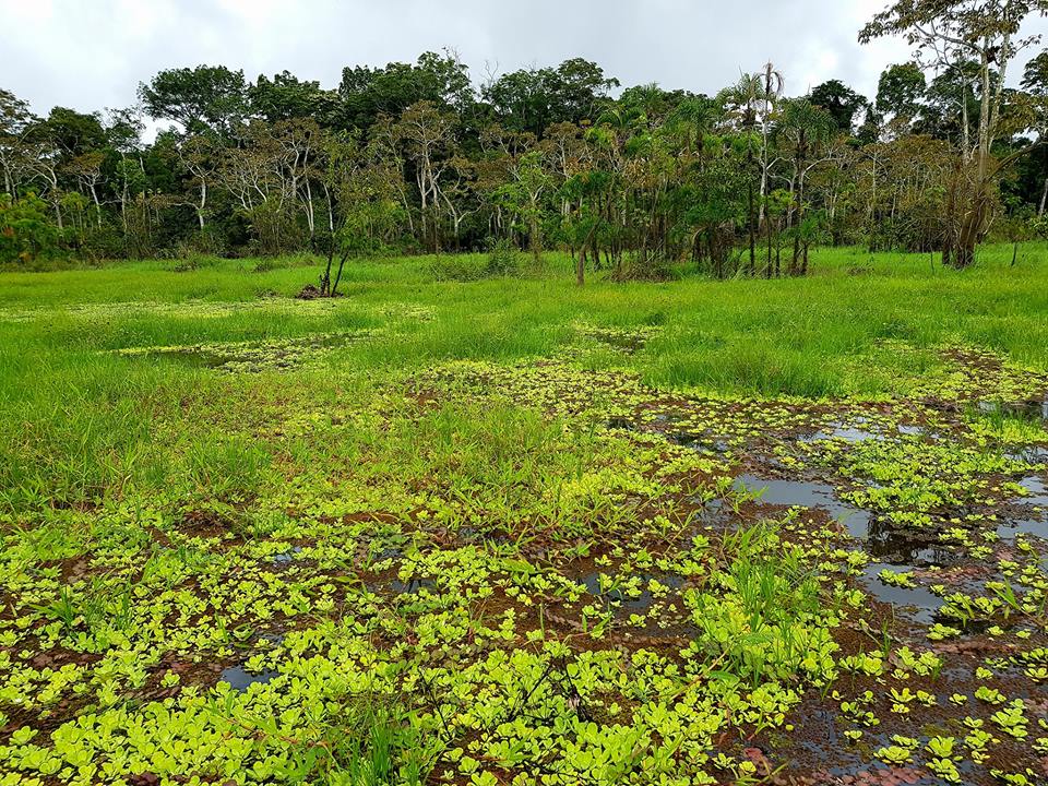 Chàng trai Việt phượt 1 mình vòng quanh thế giới đã tới rừng Amazon