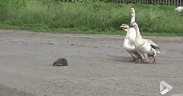 Funny animal gifs - part 273, best gif animals, funny gif