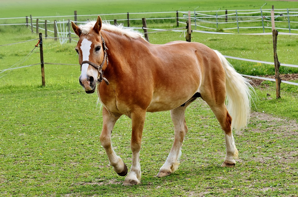 Haflinger Horse Horses World