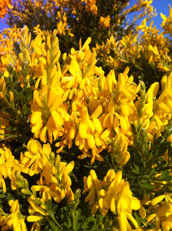 Pennsylvania Street Gardens Plant profile Cytisus scoparius (Scotch