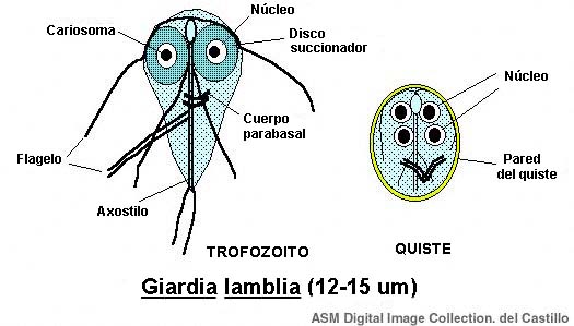 Giardia quistes y trofozoitos. Giardiasis forma