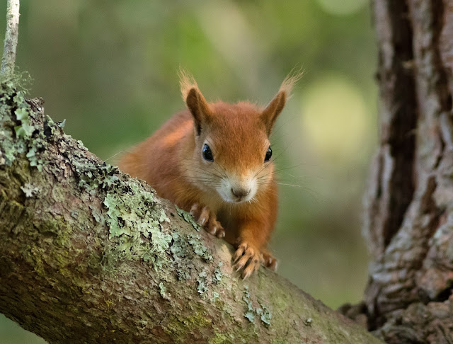Red Squirrel - Tresco, Scilly