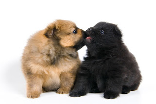 Funny Dogs Kissing