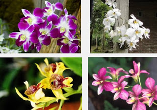 Arti Mimpi Bunga Anggrek Pertanda Baik Tafsir Mimpi